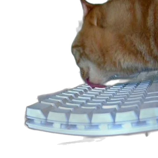 shoes, hat, animal, food transparent PNG cut-out