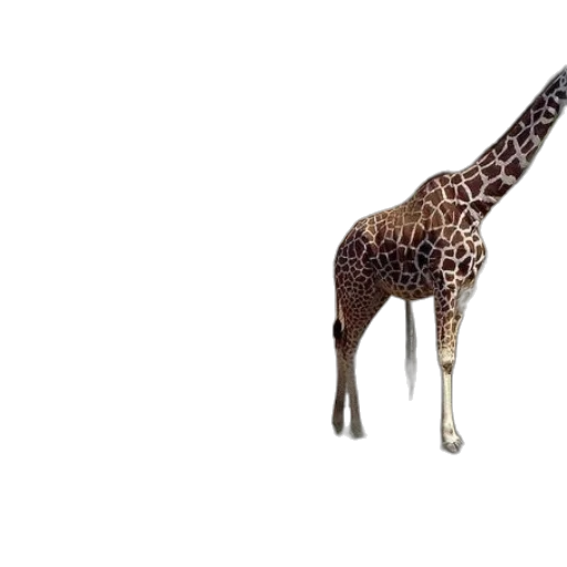 animal, creature, weapon, staff transparent PNG cut-out