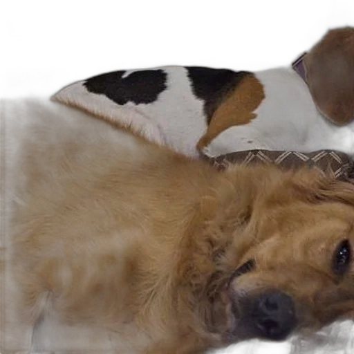 two, dogs, rest, bed transparent PNG cut-out