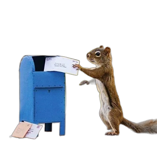 animal, secret, life, squirrels transparent PNG cut-out