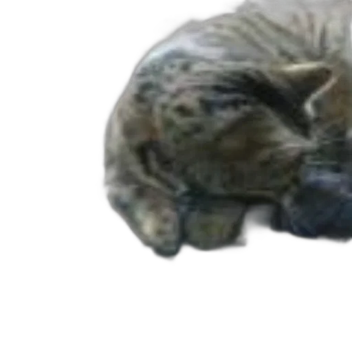 animal, creature, hat, face transparent PNG cut-out