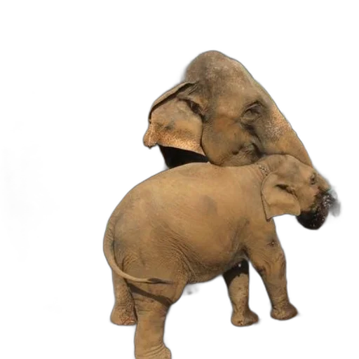 animal, hat, staff, 3d render transparent PNG cut-out