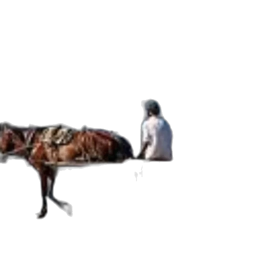 animal, creature, staff, hair transparent PNG cut-out