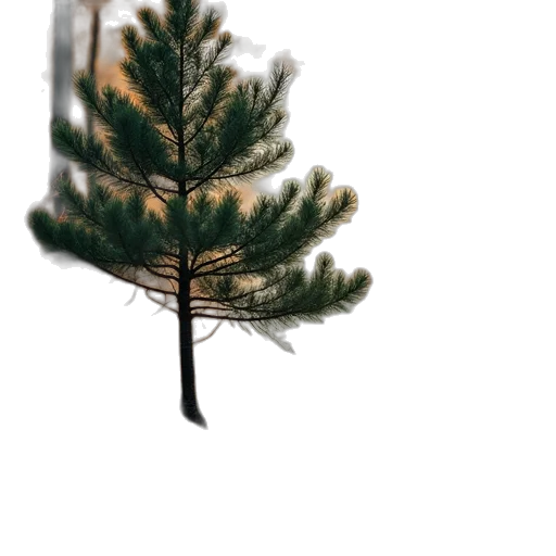 tree, crown, hair, hat transparent PNG cut-out