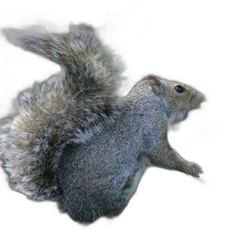 animal, creature, hair, hat transparent PNG cut-out
