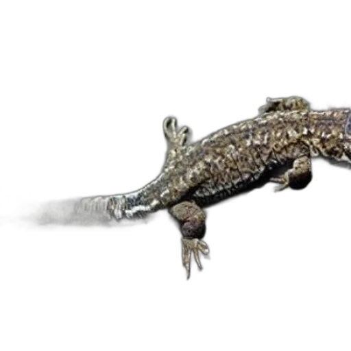 animal, dragon, creature, jewelry transparent PNG cut-out