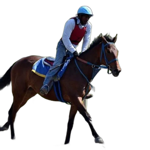 staff, animal, jockey, rides transparent PNG cut-out