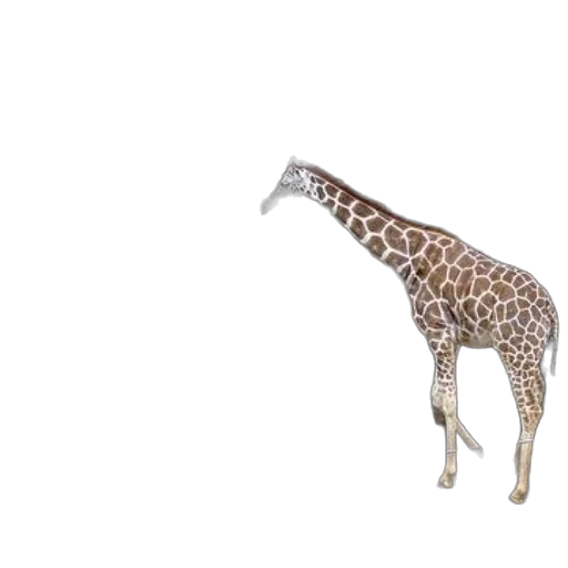 animal, creature, shoes, staff transparent PNG cut-out