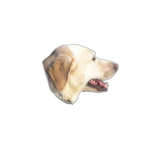 animal, face, creature, hat transparent PNG cut-out