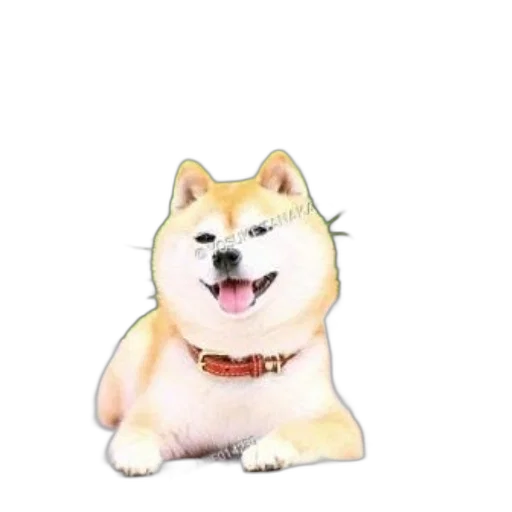 animal, creature, staff, face transparent PNG cut-out