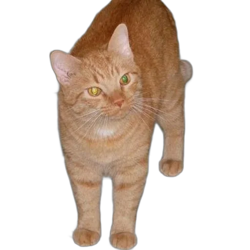 animal, staff, creature, jacket transparent PNG cut-out