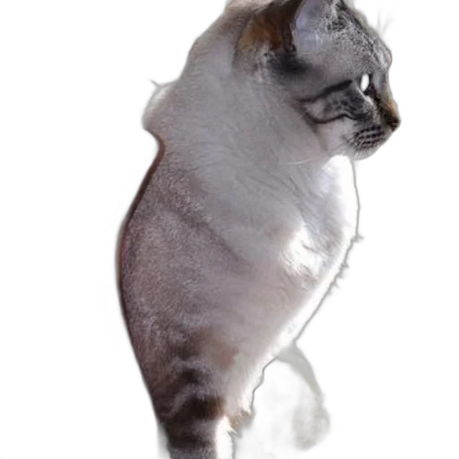 animal, staff, creature, hat transparent PNG cut-out