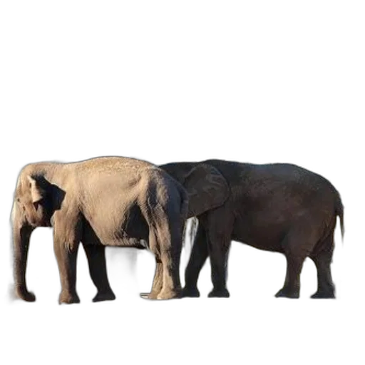 animal, creature, furniture, weapon transparent PNG cut-out
