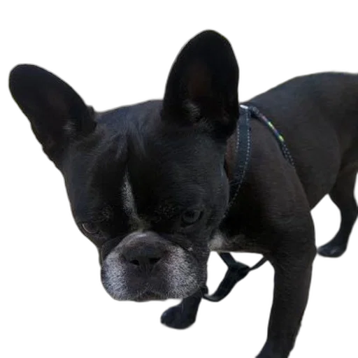 staff, animal, face, creature transparent PNG cut-out