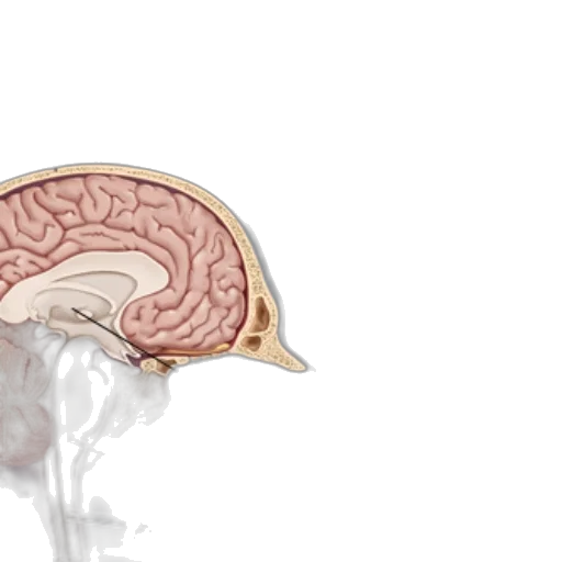 crown, hat, face, photorealistic transparent PNG cut-out