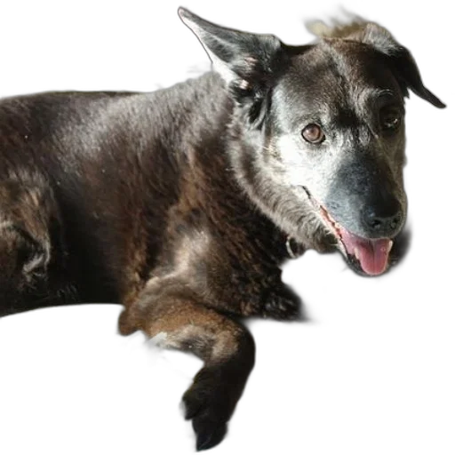 animal, creature, staff, hair transparent PNG cut-out
