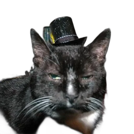 hat, animal, staff, crown transparent PNG cut-out