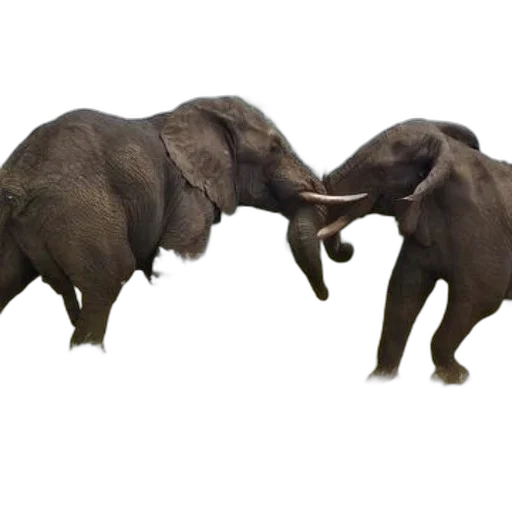 animal, concept art, two, elephants transparent PNG cut-out