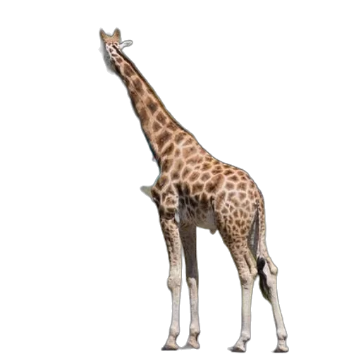 animal, creature, staff, weapon transparent PNG cut-out