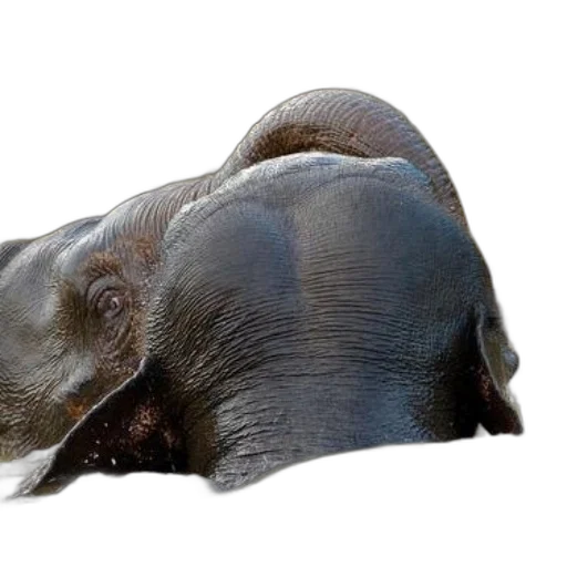 animal, creature, face, mask transparent PNG cut-out