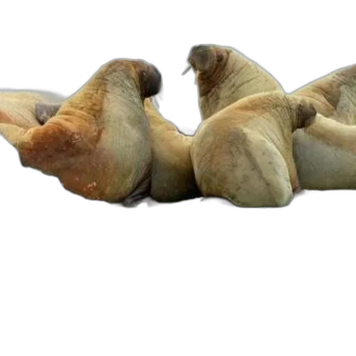 animal, food, shoes, hair transparent PNG cut-out