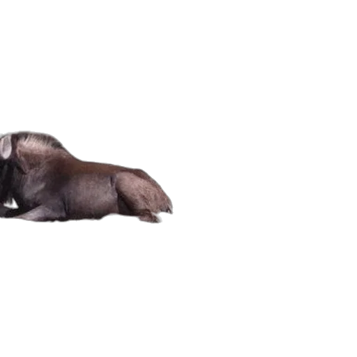 animal, creature, hair, dragon transparent PNG cut-out