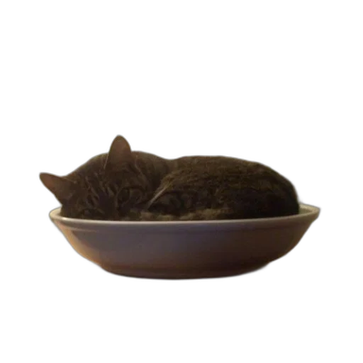 food, hat, animal, crown transparent PNG cut-out