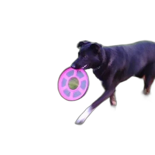 umbrella, staff, weapon, animal transparent PNG cut-out