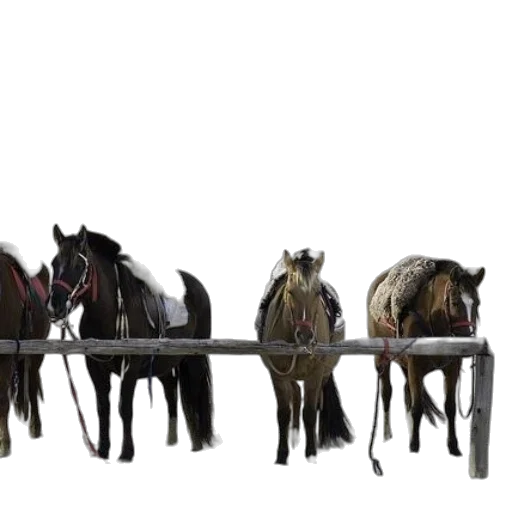 staff, furniture, animal, jewelry transparent PNG cut-out