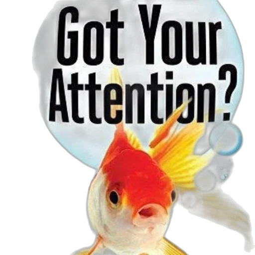 goldfish, text, got, attention transparent PNG cut-out