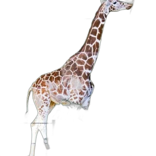 animal, staff, furniture, umbrella transparent PNG cut-out
