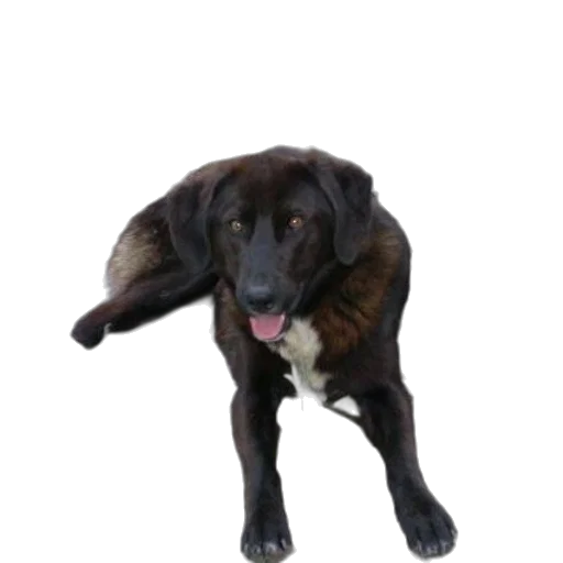 animal, staff, creature, umbrella transparent PNG cut-out