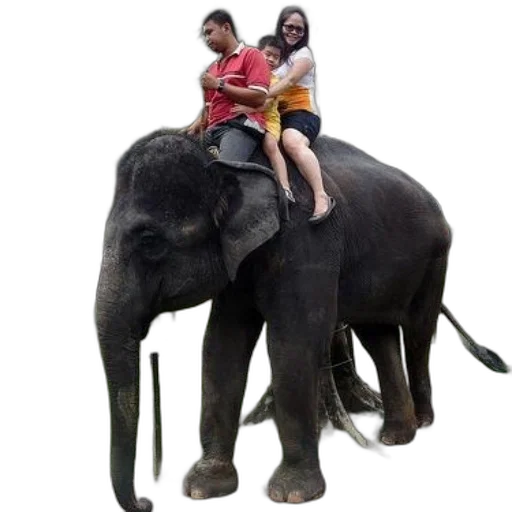 animal, creature, photorealistic, group transparent PNG cut-out