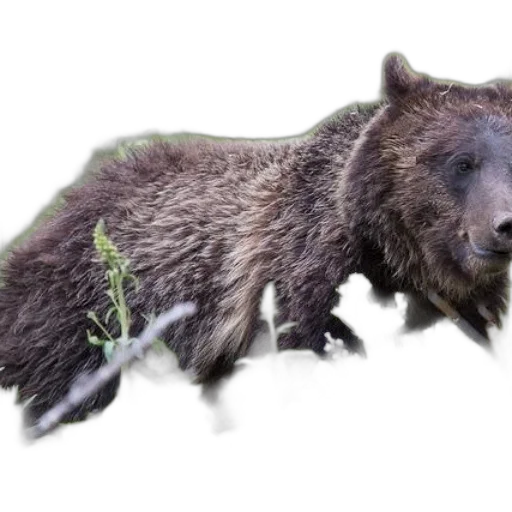 animal, creature, staff, food transparent PNG cut-out