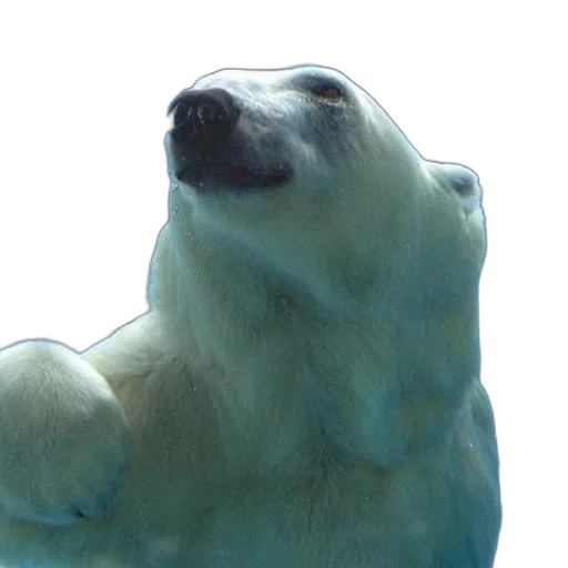 animal, creature, face, staff transparent PNG cut-out