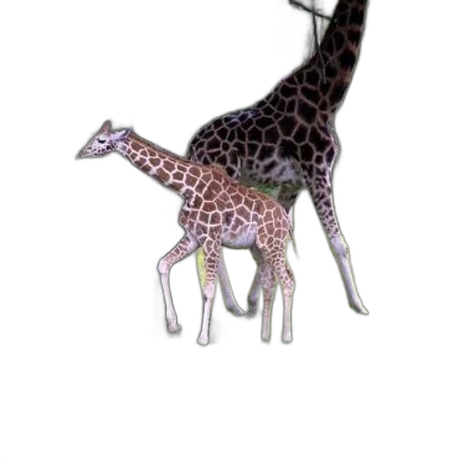 animal, creature, staff, jewelry transparent PNG cut-out