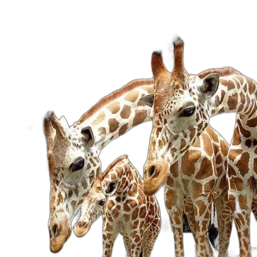 animal, photorealistic, 3d render, family transparent PNG cut-out