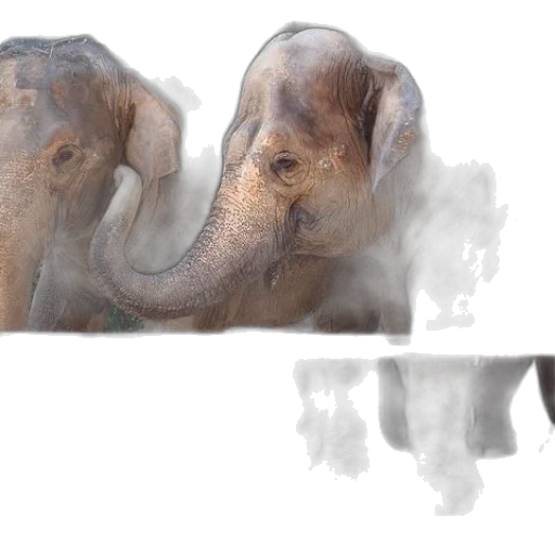 animal, creature, photorealistic, concept art transparent PNG cut-out