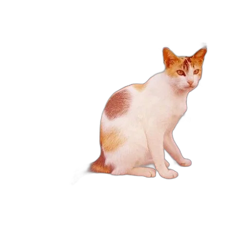 animal, creature, staff, food transparent PNG cut-out