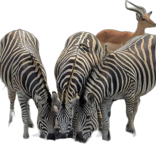 animal, 3d render, photorealistic, concept art transparent PNG cut-out