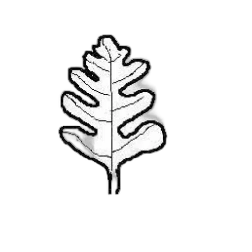 crown, tree, jewelry, flower transparent PNG cut-out