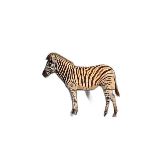 animal, creature, furniture, jewelry transparent PNG cut-out