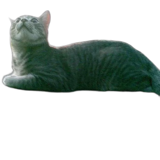 animal, creature, staff, crown transparent PNG cut-out
