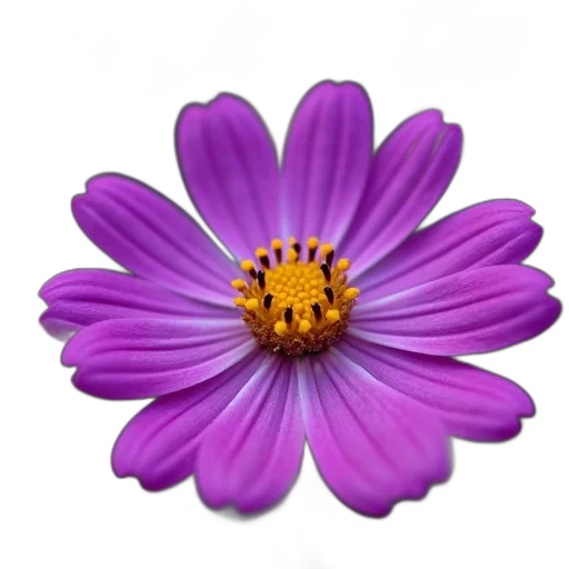 flower, crown, jewelry, staff transparent PNG cut-out