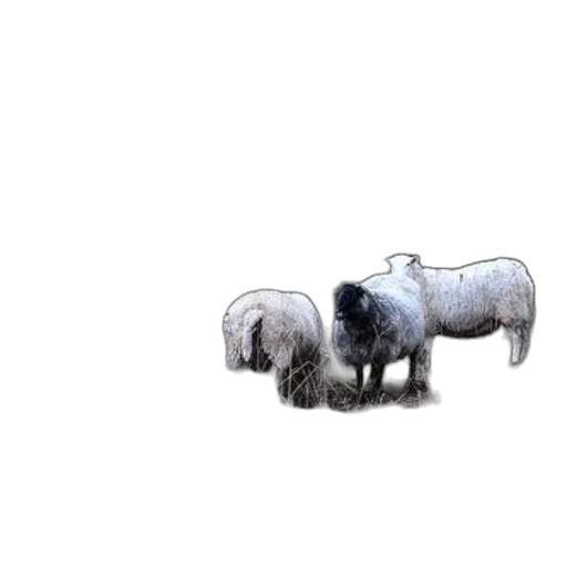 animal, furniture, creature, hair transparent PNG cut-out
