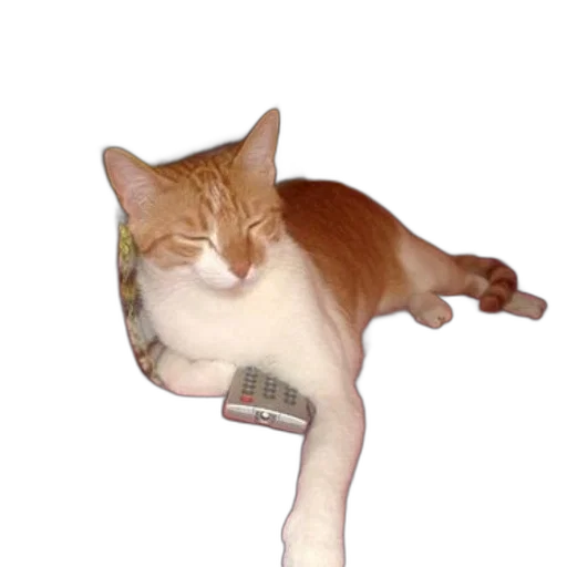 staff, animal, creature, hat transparent PNG cut-out