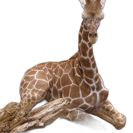 animal, creature, staff, shoes transparent PNG cut-out