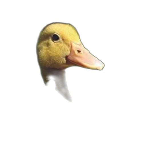 mask, animal, creature, face transparent PNG cut-out