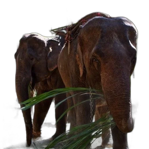 animal, creature, staff, weapon transparent PNG cut-out