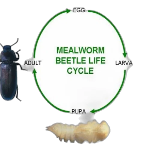 illustration, mealworm, beetle, life transparent PNG cut-out